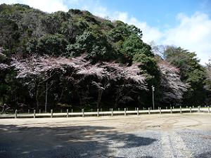 石清水八幡宮の駐車場の桜