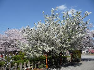 六孫王神社の桜