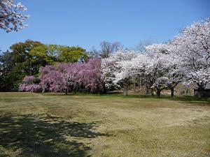 清流園の桜群