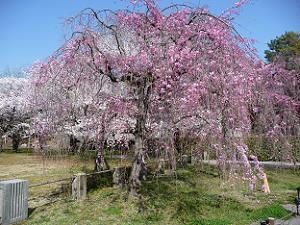 清流園の枝垂れ桜