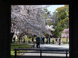 門越しに見た清流園の桜