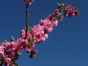青空に向かって伸びる桃の枝と花