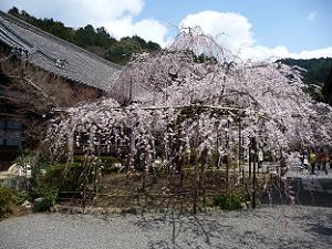 毘沙門堂境内の枝垂れ桜