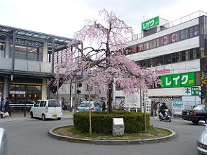 JR山科駅の枝垂れ桜