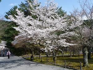 南禅寺境内の桜