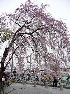 入口付近の枝垂れ桜
