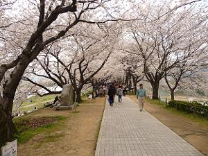 背割堤の桜のトンネル