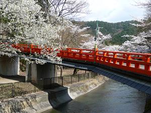 朱色の橋と桜