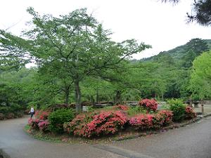 円山公園のサツキ