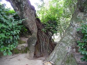 山桃の老木