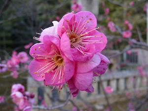 ピンクの梅の花