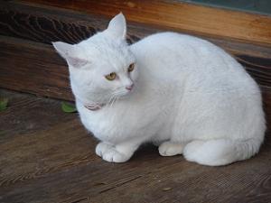 真っ白なネコ
