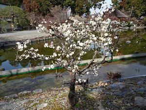 咲耶池のほとりの白梅