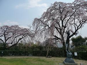 大山崎山荘の枝垂れ桜