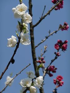 白い桃の花
