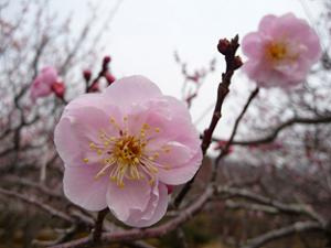 大きな薄いピンク色の梅の花