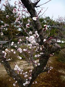幹の近くに咲く梅の花