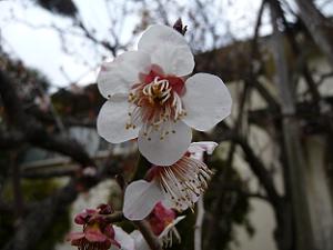 白い一重の梅の花