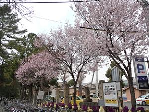 与杼神社の鳥居付近の桜