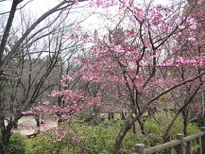 淀城跡の石垣上の桜