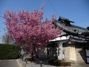 長徳寺のおかめ桜