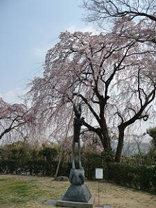 大山崎山荘美術館の枝垂れ桜