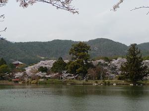 大沢池の周りの桜