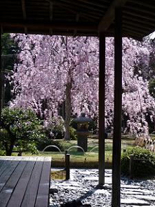 桃山の庭の里桜