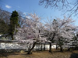 黒門付近の桜