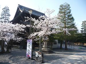 阿弥陀堂付近の桜
