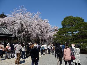 三宝院の枝垂れ桜