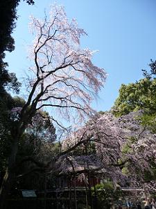 清瀧宮付近の背の高い枝垂れ桜