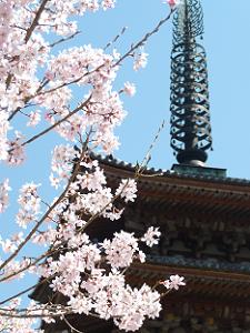 背景の五重塔が桜を際立たせる