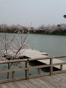大覚寺から大沢池を眺める