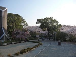 満開の桜に囲まれた山上駐車場
