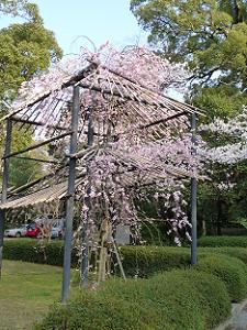 七分咲きの枝垂れ桜