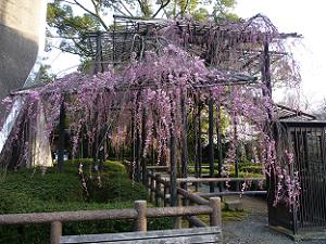 五分咲きの枝垂れ桜