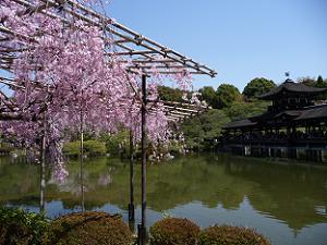 八重紅枝垂れ桜と泰平閣
