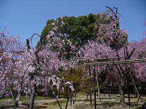 南神苑の八重紅枝垂れ桜