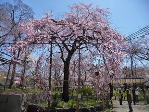 見頃の枝垂れ桜