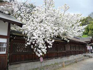 白雲桜