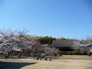 境内を彩る桜と青空