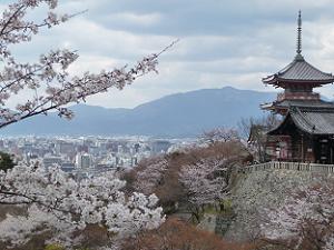 桜と三重塔