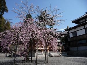中興堂前の枝垂れ桜