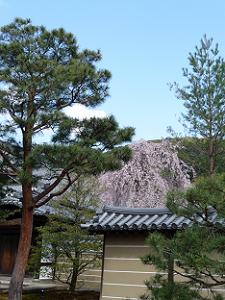 塀越しの高台寺の枝垂れ桜