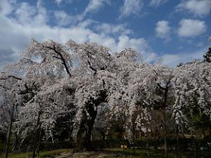 枝垂れ桜が咲き乱れる円山公園
