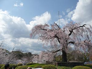 定番の枝垂れ桜