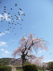 枝垂れ桜上空を飛ぶ鳩の群れ