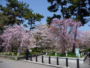 京都会館の敷地の桜