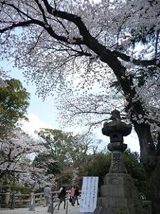 円通橋付近の桜